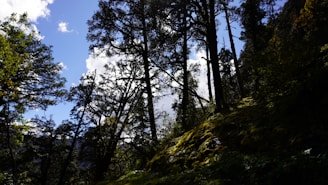 A serene nature scene with sunlight filtering through trees, symbolizing tranquility and natural beauty.