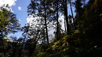 A serene forest scene with sunlight filtering through tall trees, symbolizing harmony with nature.