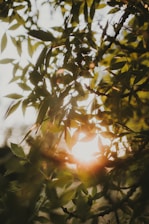 Calm natural setting with gentle light filtering through leaves, evoking peace and harmony.