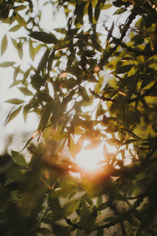 Warm sunlight filtering through leaves onto a serene table setting with Sylvan products.