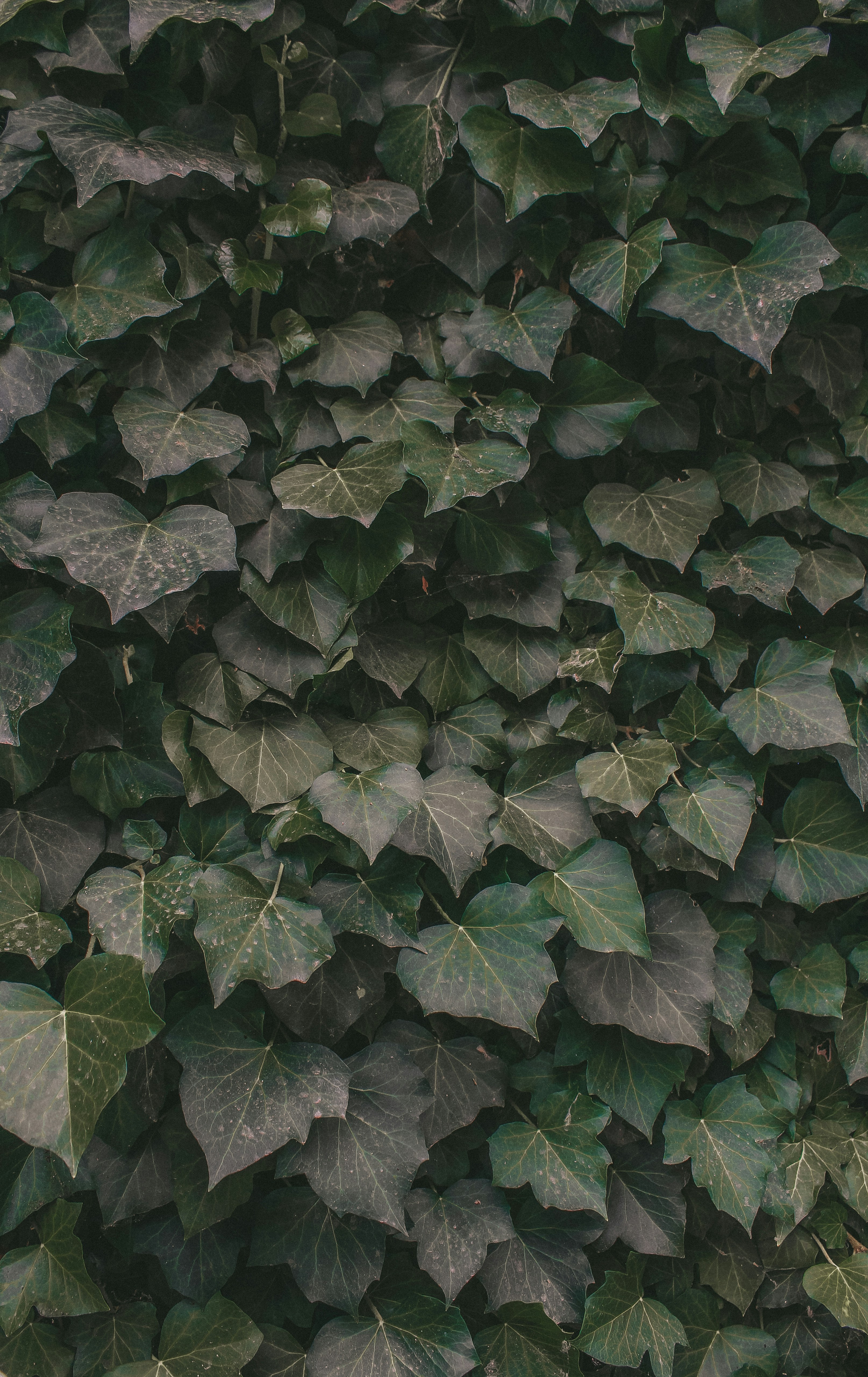 Photo by alex_golovachko