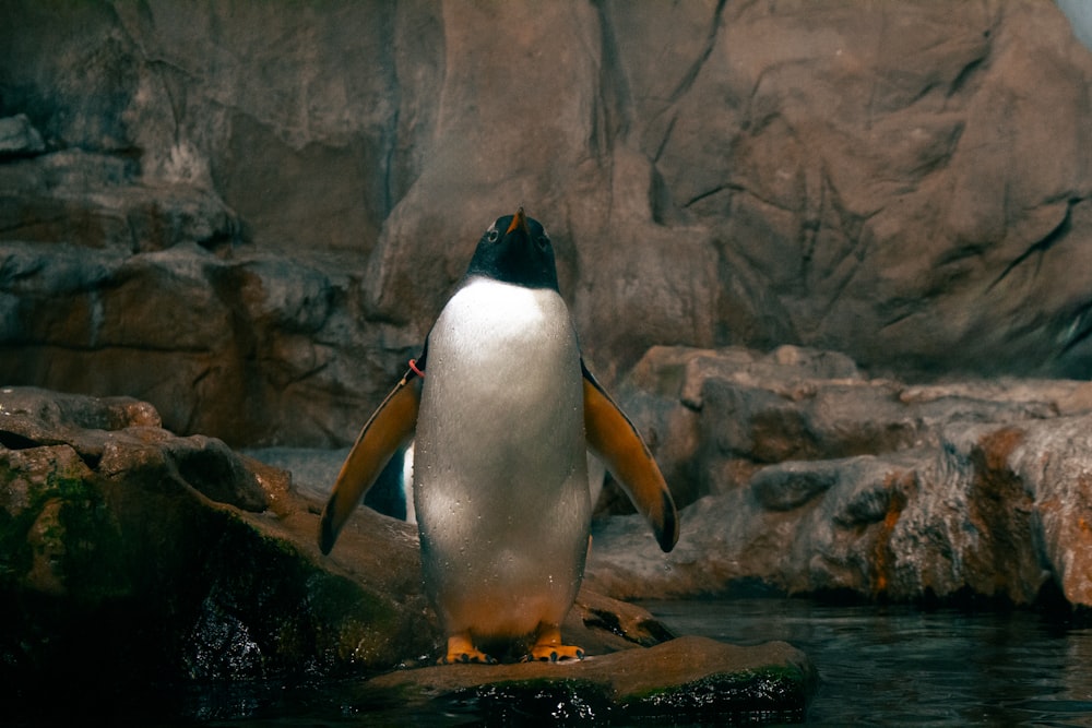 a penguin standing on a rock in the water