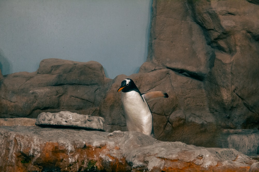 a penguin standing on a rock in a zoo