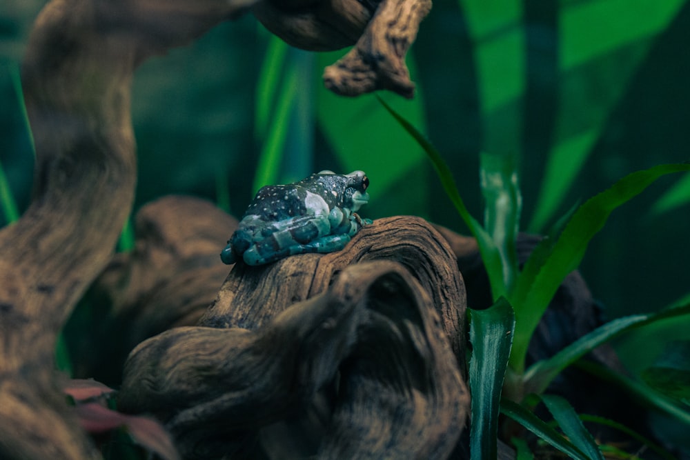 a frog sitting on top of a tree stump