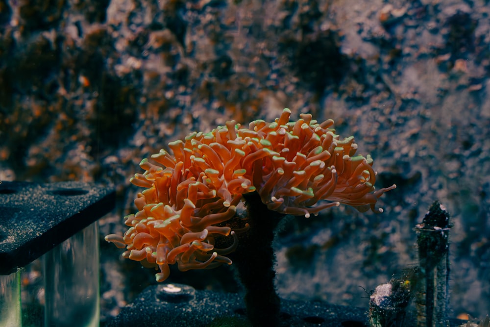 an orange and white sea anemone on a rock