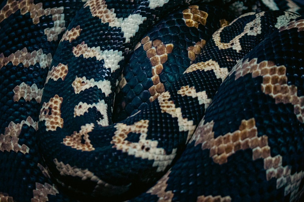 a close up of a snake's head