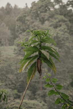 A lush, green plant with large leaves stands out against a background of dense, forested foliage. The plant appears to have long, pointed leaves that are glossy and slightly wilted at the edges. The background is a blurred mix of various shades of green trees and undergrowth.
