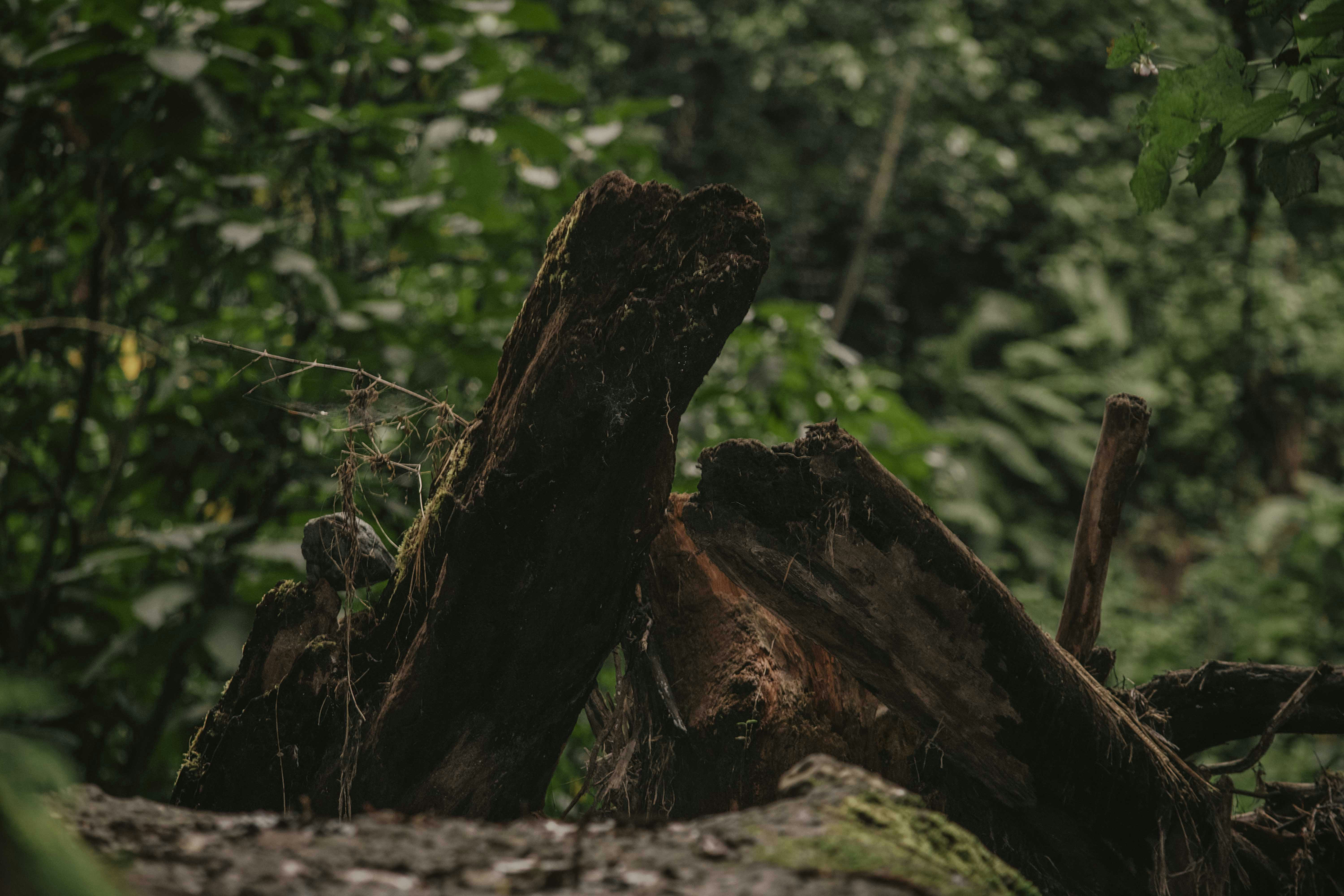 One killed, cars crushed as Santa Ana winds knock down tree in L.A.