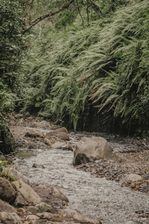 A peaceful mountain stream winding through dense forest in the municipality of Victoria.