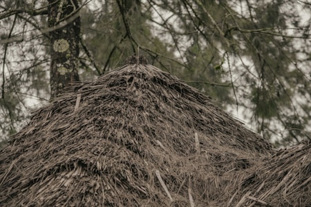 A close-up view of a thatched roof made from dried, brown natural materials. In the background, there are blurred tall trees with dense branches and leaves, creating a forest-like setting.