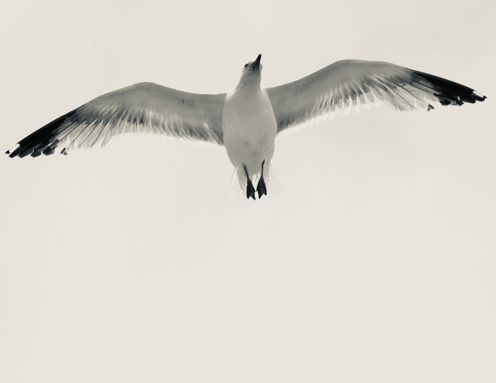 a black and white photo of a seagull flying in the sky