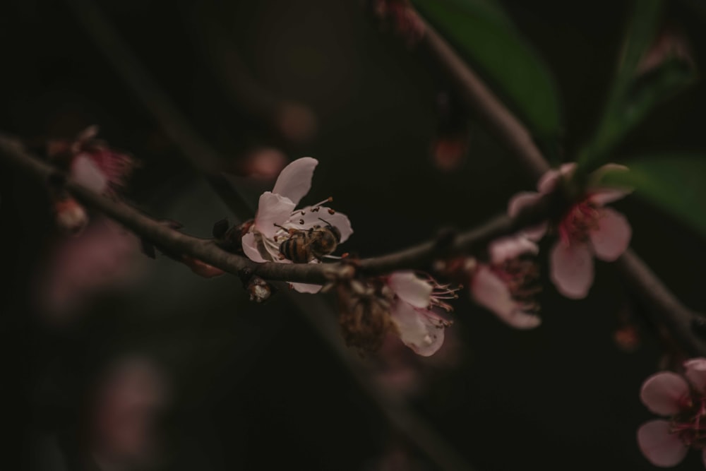 a close up of a flower on a tree branch