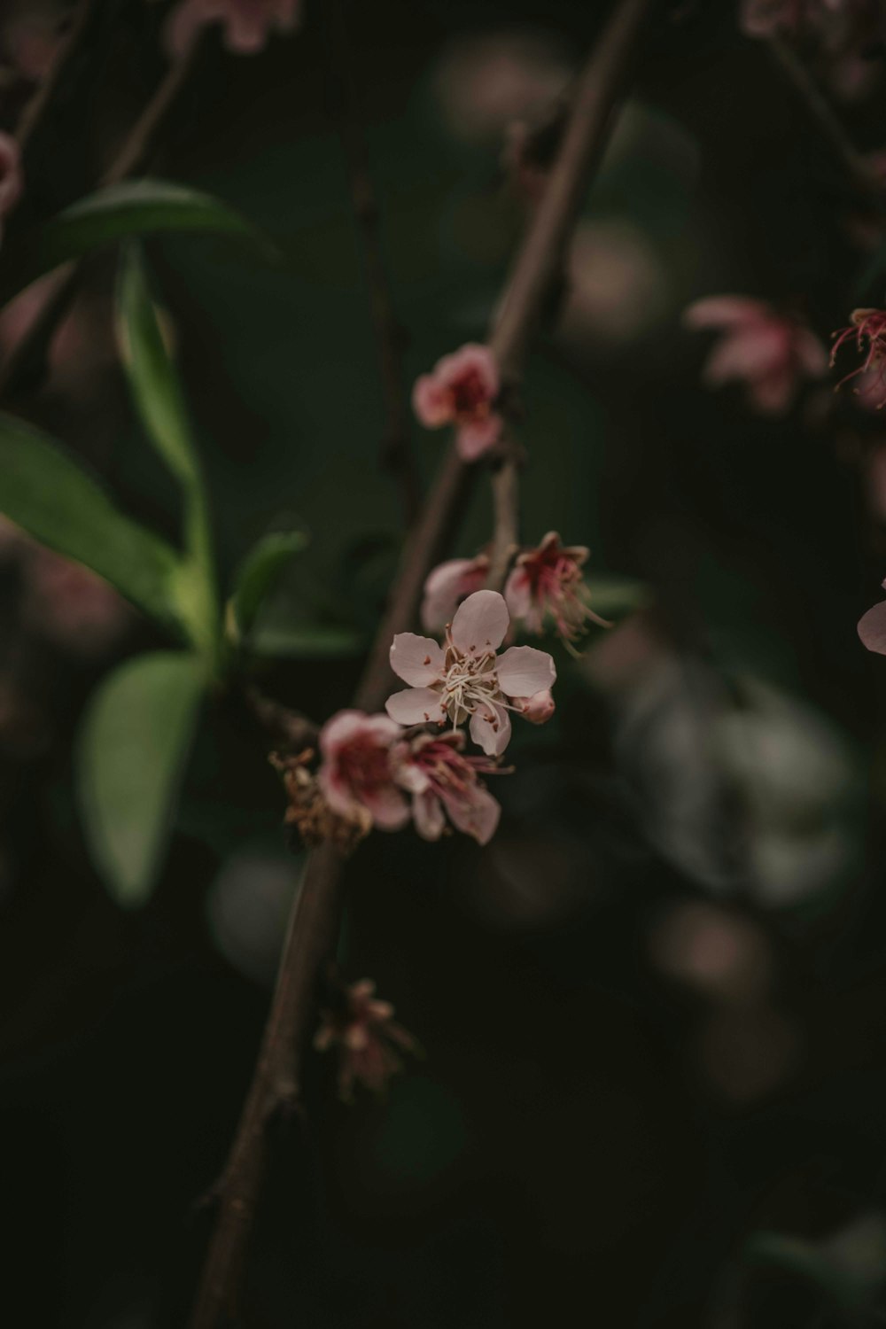 a close up of a flower on a tree branch