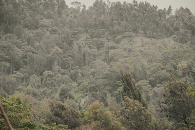 Lush green forest landscape symbolizing growth and security.