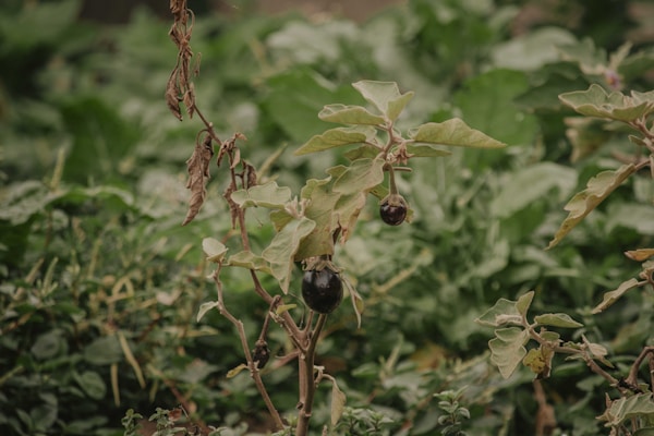 A plant with large, slightly wilted leaves, and small, round, dark purple fruits grows among lush greenery. The surrounding foliage appears dense and vibrant, with various shades of green.