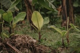 A close-up view of young banana plants growing in a natural setting, surrounded by lush green foliage. The soil is rich and covered with some dry leaves and twigs.