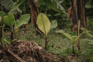 Banana plants heavy with bunches, surrounded by rich green soil showing signs of regeneration.