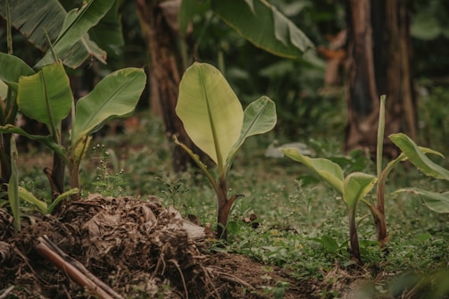 A close-up view of young banana plants growing in a natural setting, surrounded by lush green foliage. The soil is rich and covered with some dry leaves and twigs.