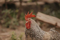 A healthy game fowl standing alert in a natural outdoor setting, free from vaccinations.