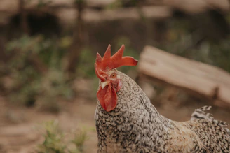 A healthy game fowl standing alert in a natural outdoor setting, free from vaccinations.