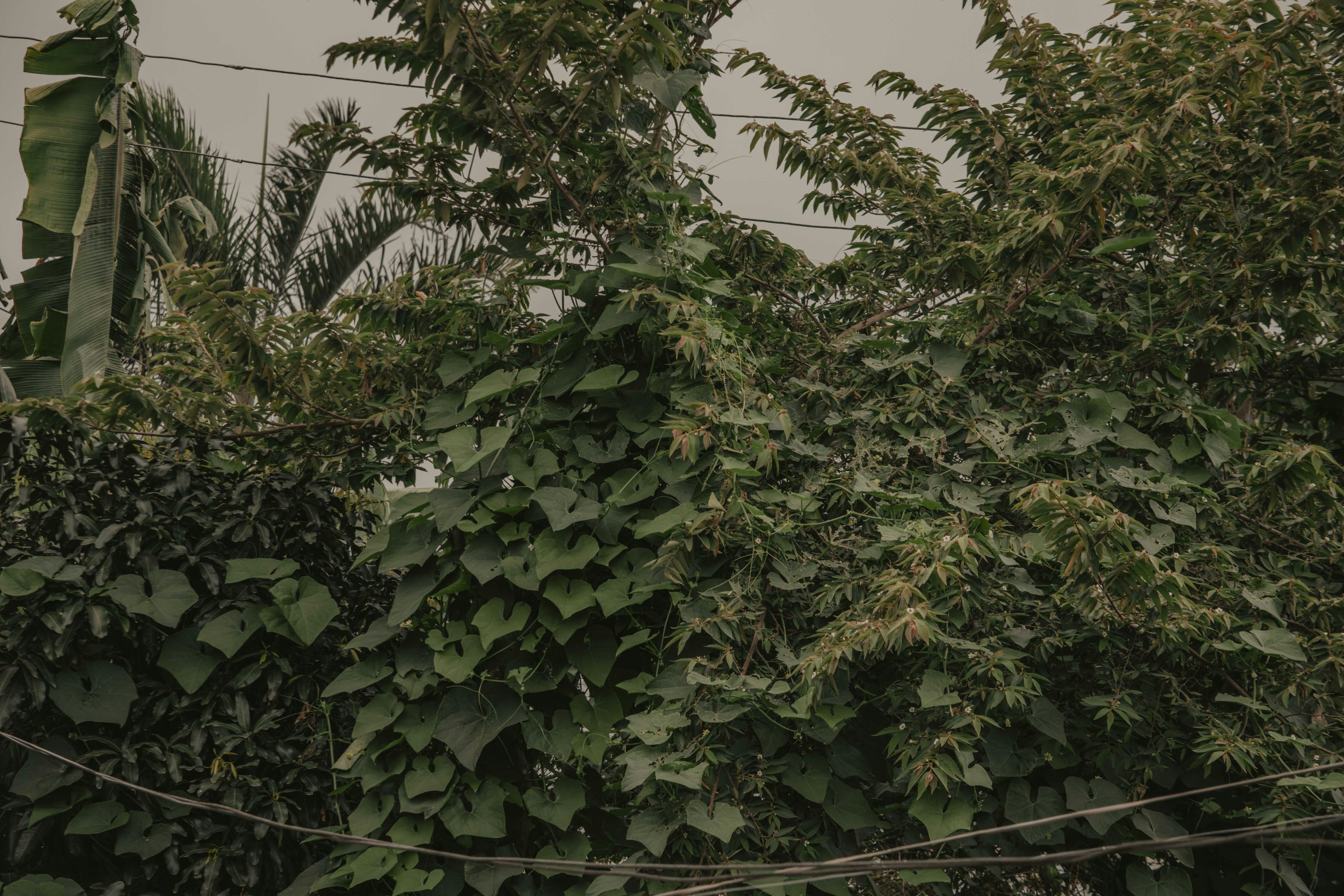 Photo by utunzajiwamazingira