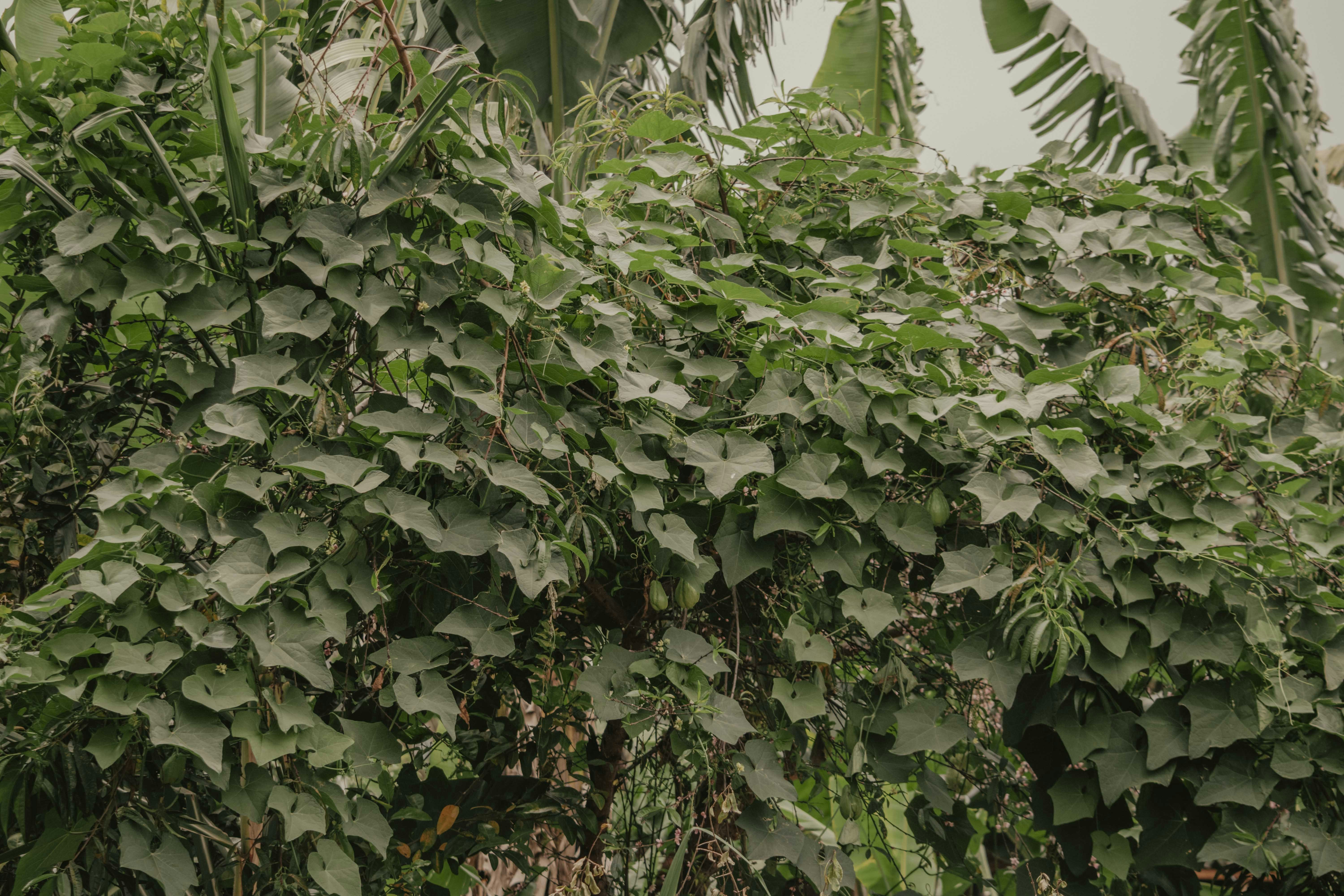 Photo by utunzajiwamazingira