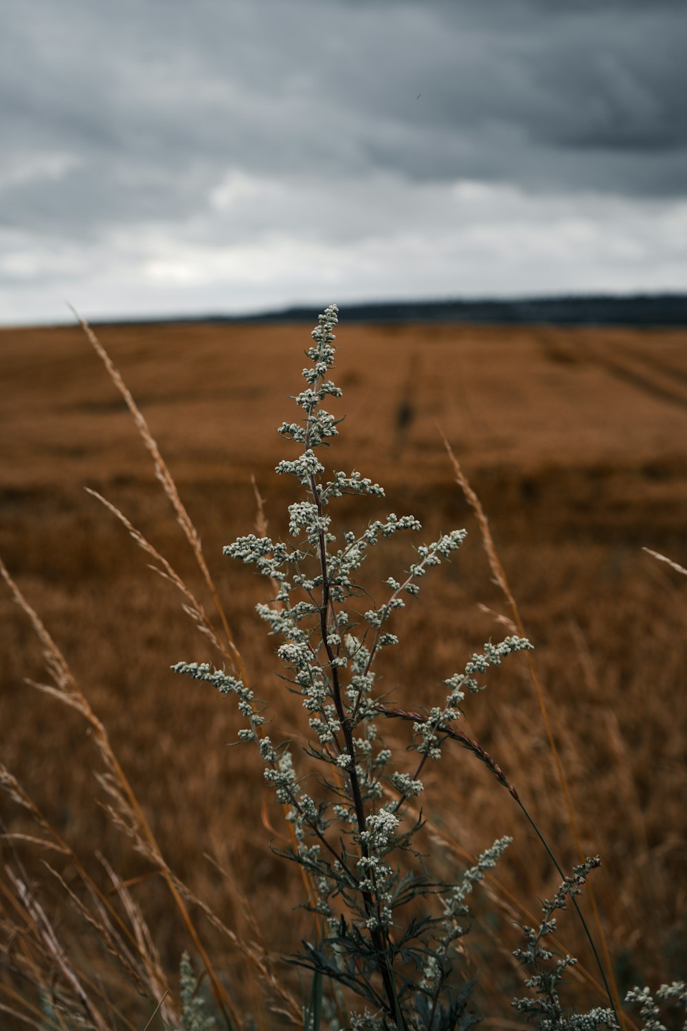 a plant in a field with a cloudy sky in the background