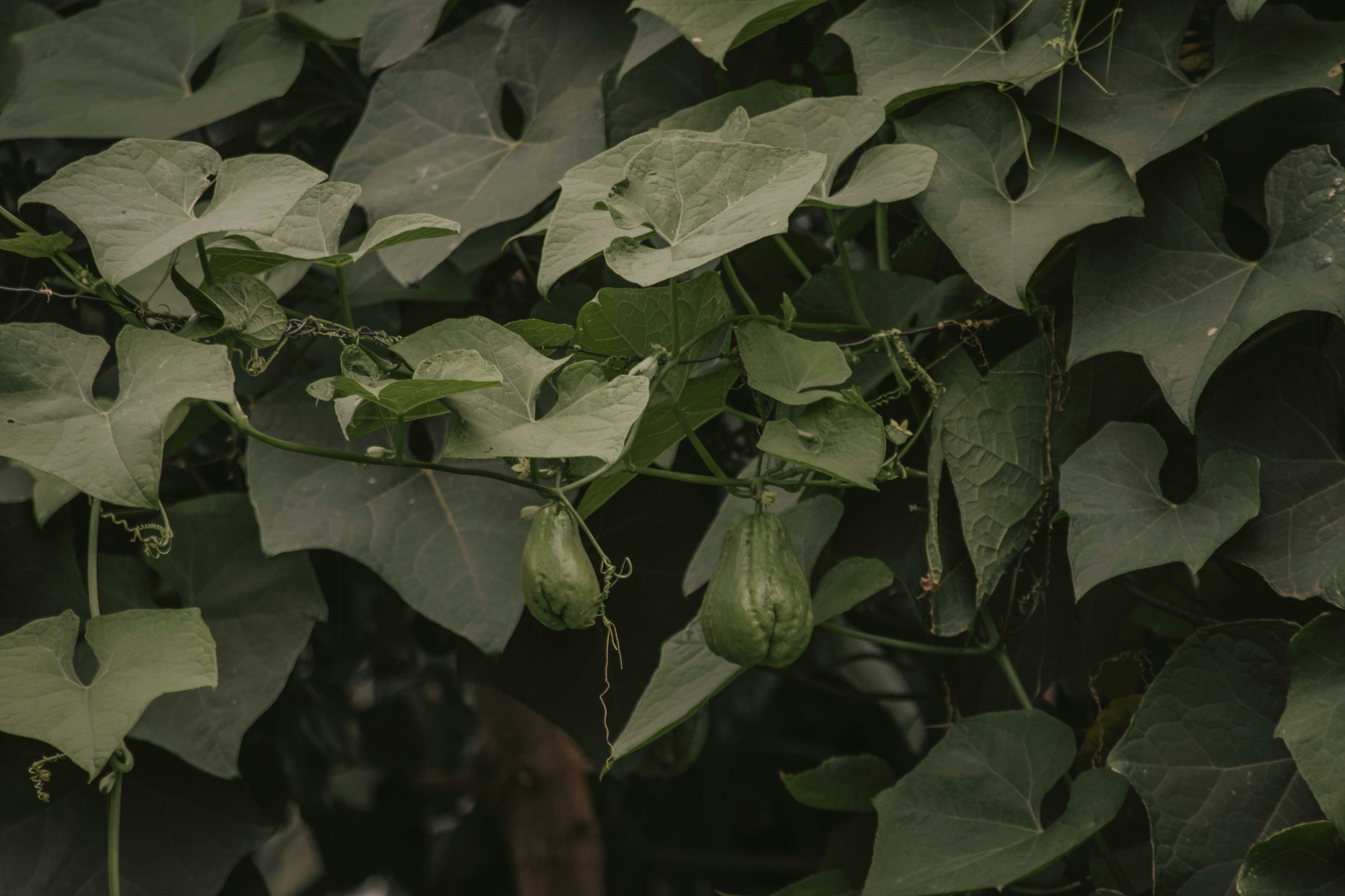 Photo by utunzajiwamazingira