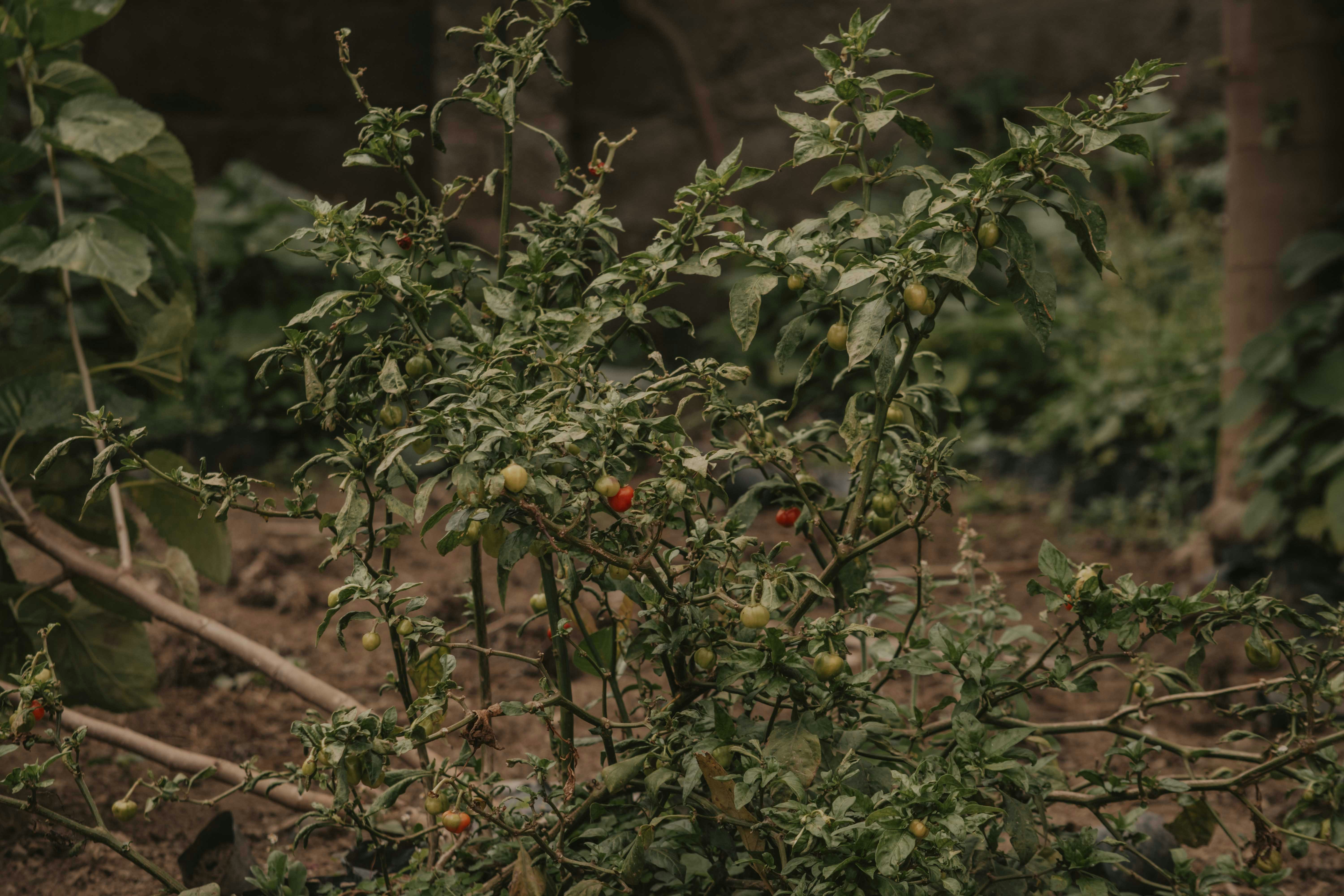 Photo by utunzajiwamazingira