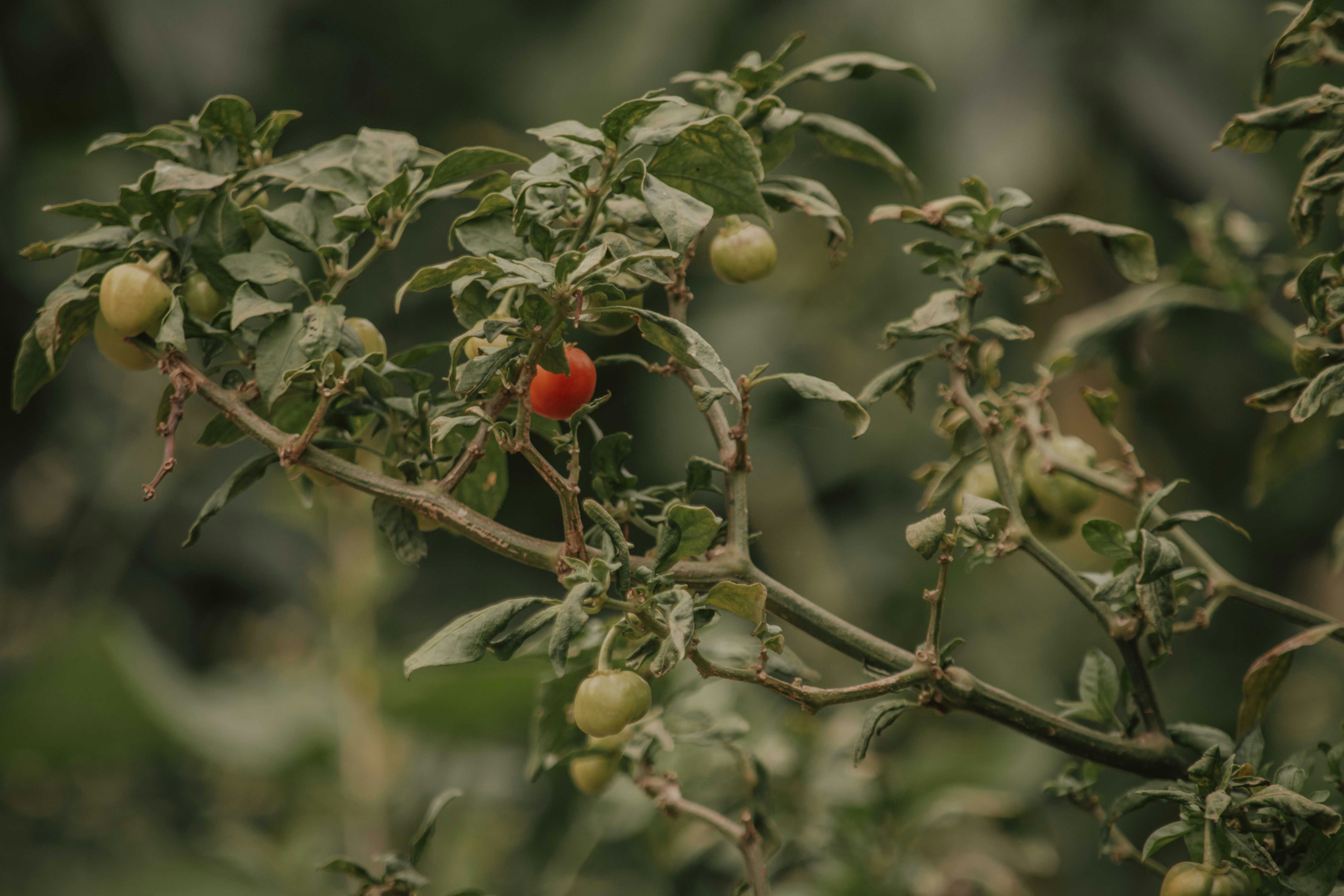 Photo by utunzajiwamazingira