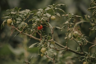 Close-up of ripe fruits growing on plants cultivated by Verdeforte.