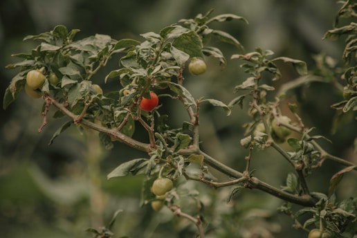 A close-up view of a plant featuring several green leaves and small, round fruits in various stages of ripeness. One fruit is prominently red, suggesting it is more mature, while the others are green.