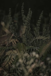 A moody forest scene with deep green foliage and soft light filtering through, setting a dark nature-inspired tone.