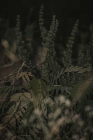 A moody forest scene with deep green foliage and soft light filtering through, setting a dark nature-inspired tone.