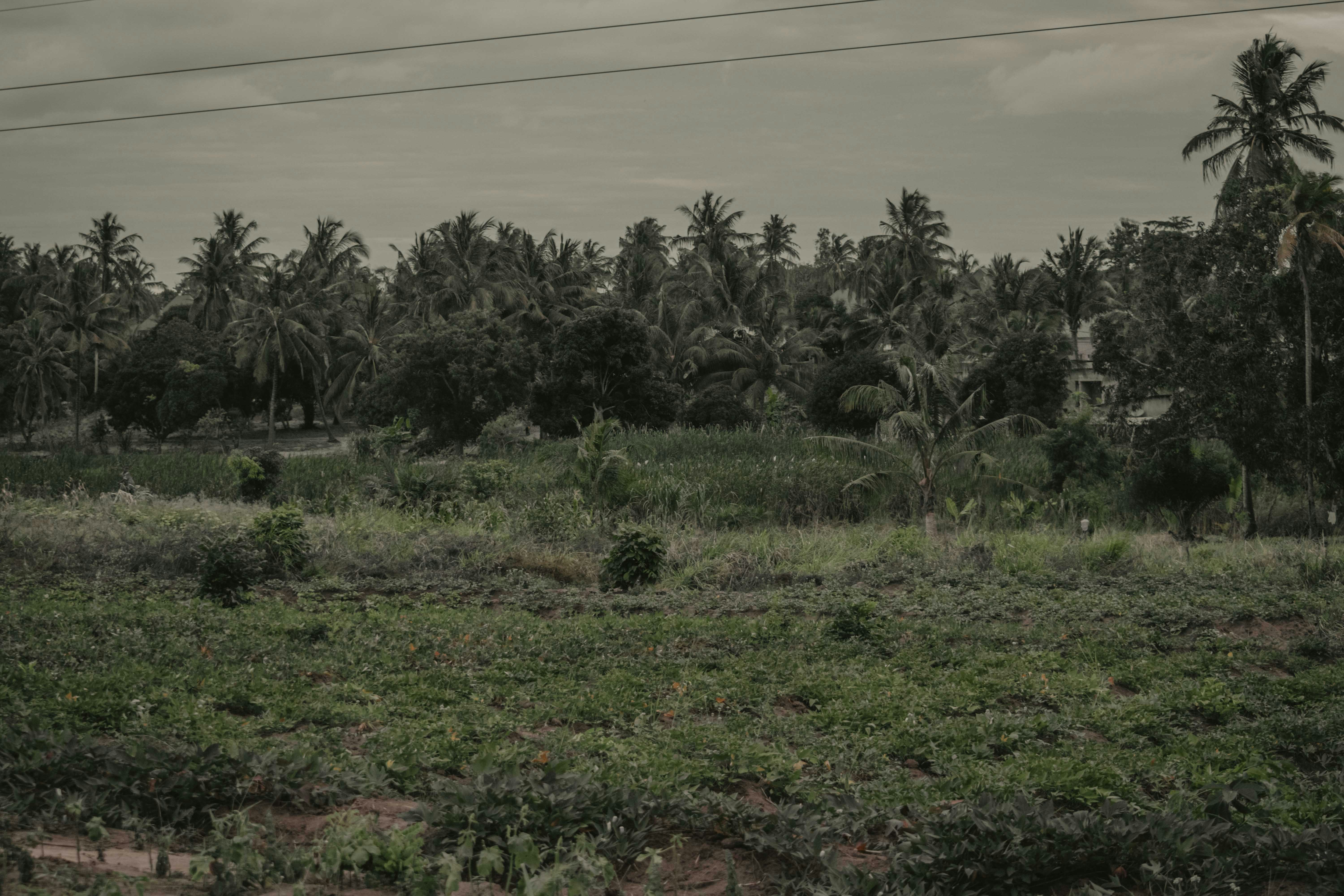 a lush green field with palm trees in the background
