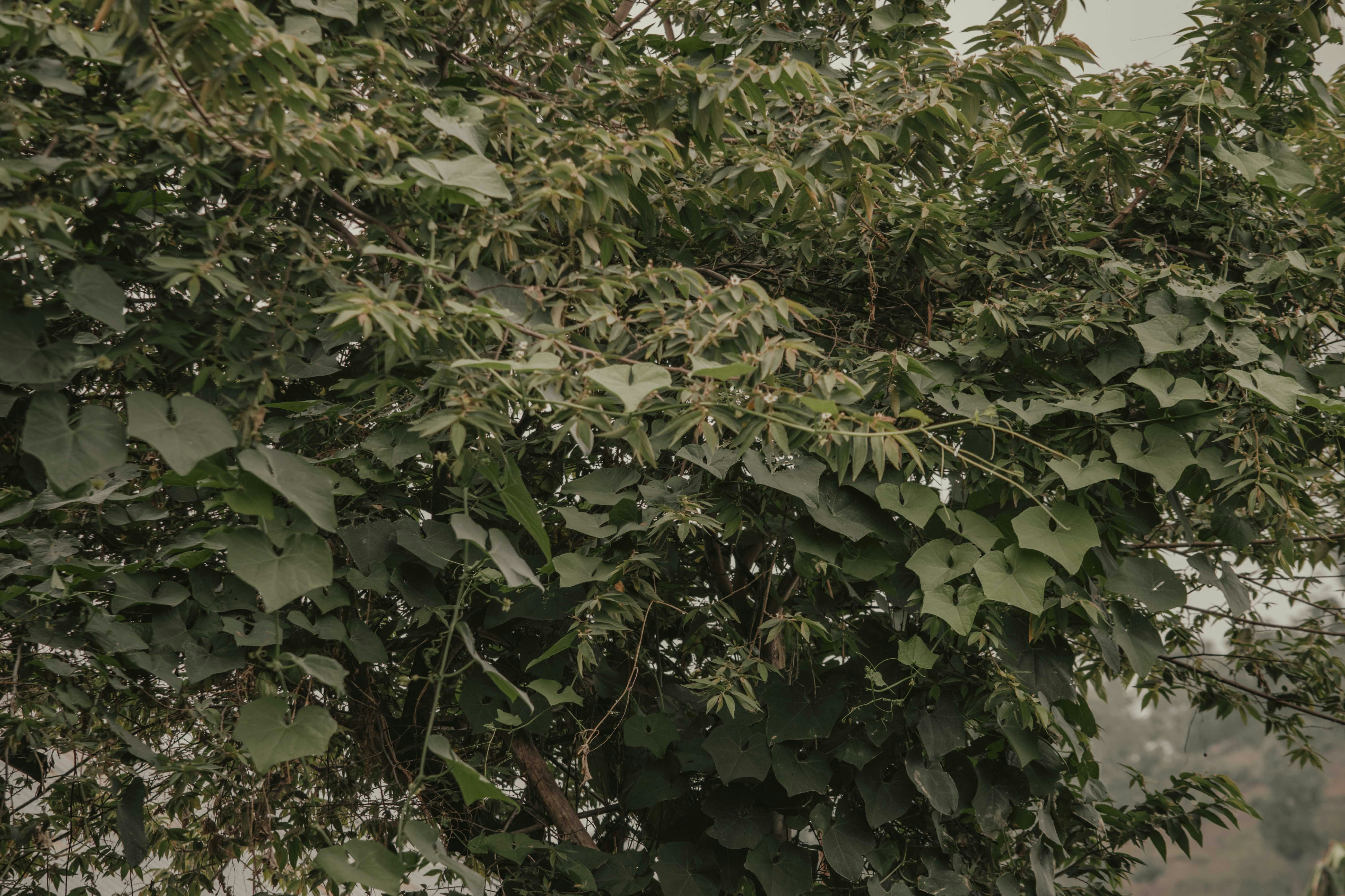 Photo by utunzajiwamazingira