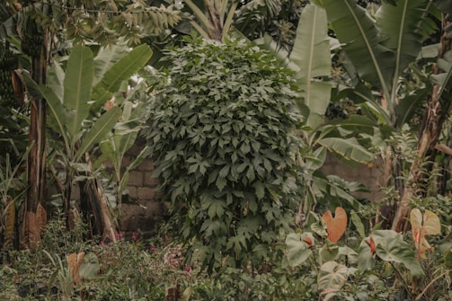 A lush, densely foliaged garden features a variety of tropical plants with large green leaves, including banana trees and other broad-leafed flora. A stone wall is partially visible in the background, covered by the abundant greenery. Several plants with reddish-pink leaves provide contrast among the dominant green tones.