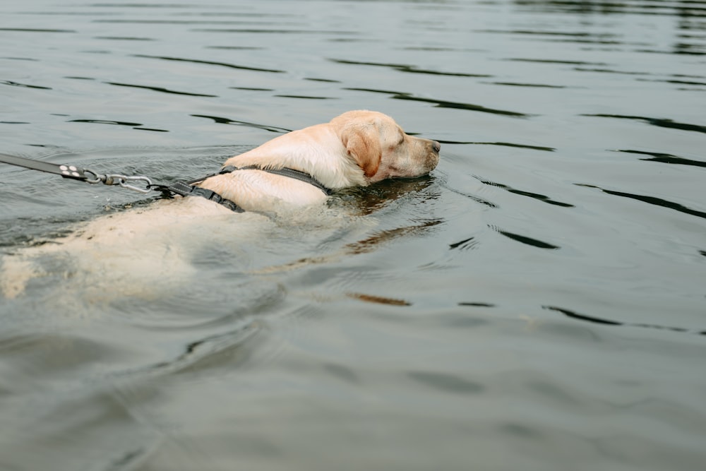 a dog that is swimming in the water