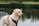 A Labrador retriever with a beige coat is wearing a black harness and standing near a calm body of water. The background features blurred greenery and reflections in the water.