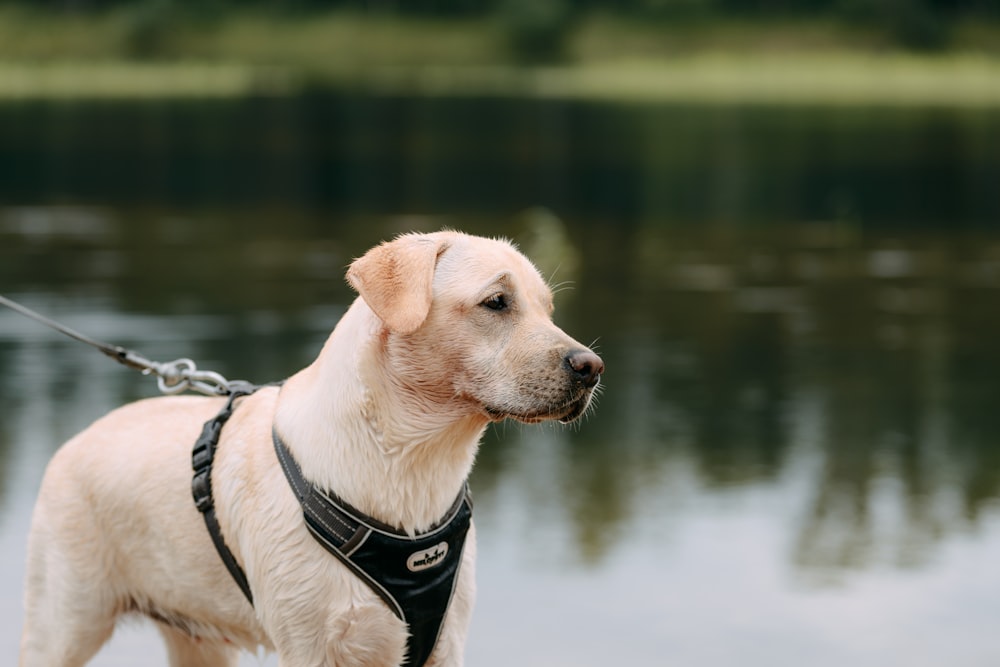 a white dog wearing a black harness by a body of water