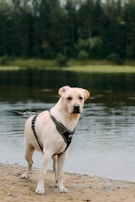 A yellow Labrador Retriever stands on a sandy shore wearing a black harness. The dog appears to be wet and looks attentively toward the camera. In the background, there is a calm body of water with a dense forest of tall green trees.