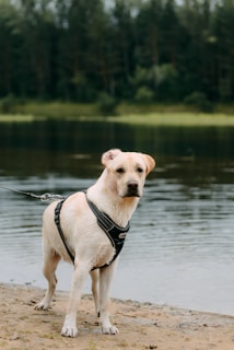 A yellow Labrador Retriever stands on a sandy shore wearing a black harness. The dog appears to be wet and looks attentively toward the camera. In the background, there is a calm body of water with a dense forest of tall green trees.