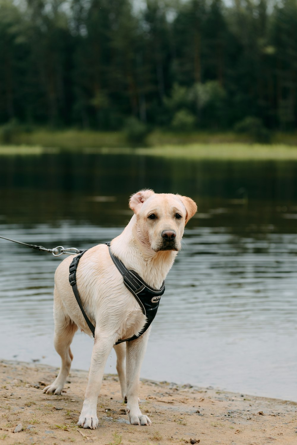 a white dog standing on top of a sandy beach