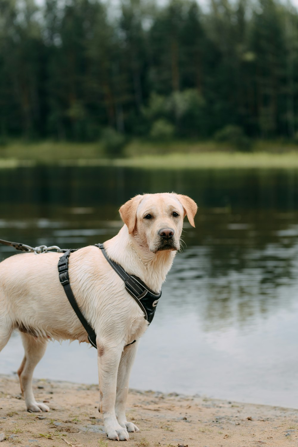 a dog standing on a beach next to a body of water