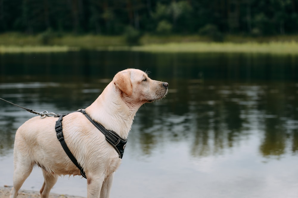 a dog on a leash standing on the shore of a lake
