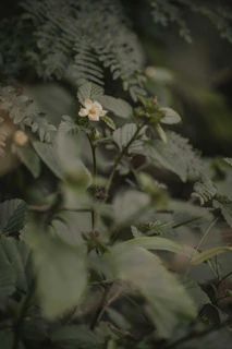 A soft-focus photo of a delicate garden journal resting beside a sprig of fresh sage on cream linen.