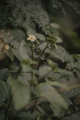 A soft-focus photo of a delicate garden journal resting beside a sprig of fresh sage on cream linen.
