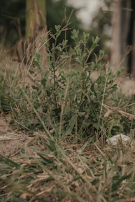 Close-up of Jatamansi plants growing naturally in the Kedarkhand region.