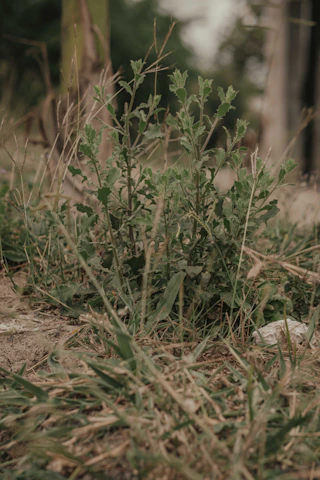 Close-up of Jatamansi plants growing naturally in the Kedarkhand region.