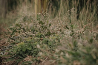 Close-up of rich soil and wildflowers on a rural plot.